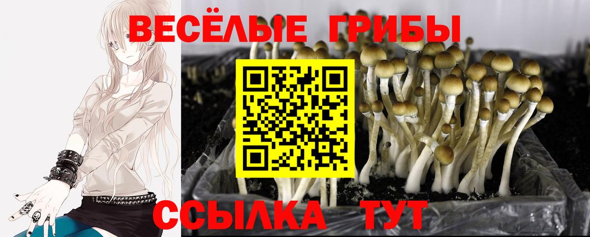 Кизилюрт  продажа наркотиков  Вход с VPN  Галлюциногенные грибы MAGIC MUSHROOMS 